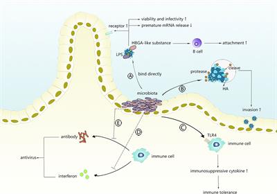 Intestinal Microbiota—A Promising Target for Antiviral Therapy?